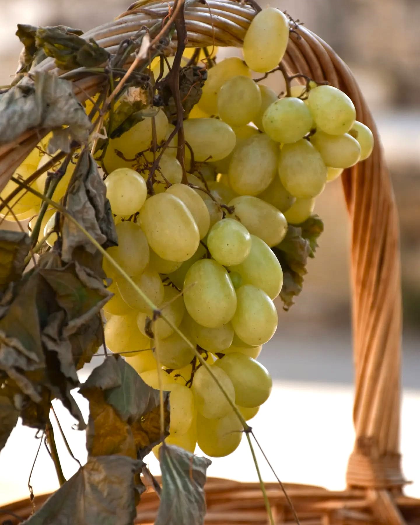 Sagra dell'Uva Tivoli Sagra dell'Uva Tivoli