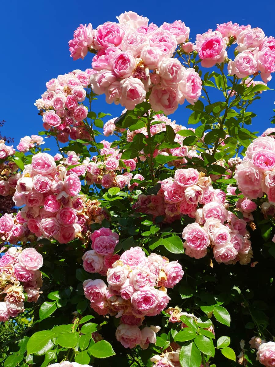 Schulgarten in spring Lübeck Schulgarten in spring Lübeck
