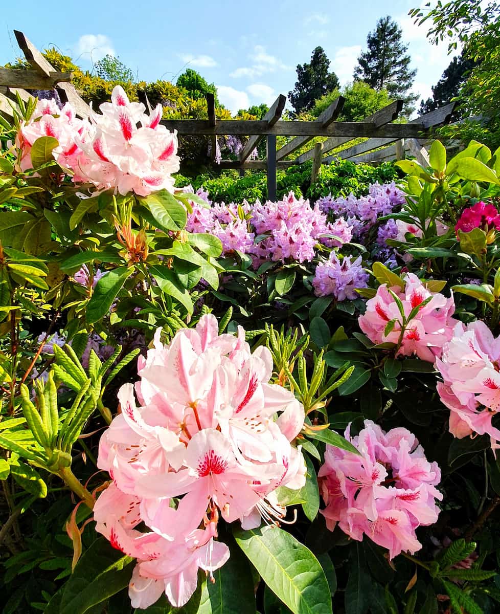 Schulgarten in spring Lübeck Schulgarten in spring Lübeck