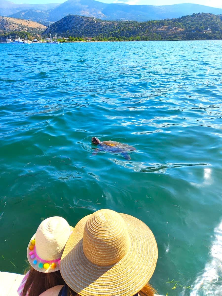 Sea Turtle Viewpoint, Argostoli Sea Turtle Viewpoint, Argostoli