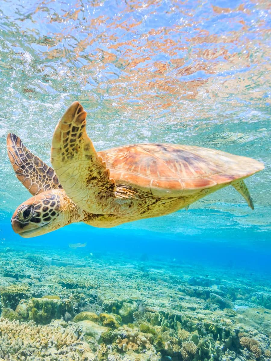 Sea Turtle Viewpoint, Argostoli Sea Turtle Viewpoint, Argostoli