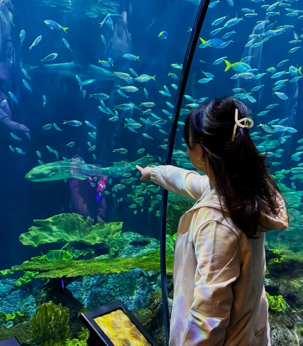 Shedd Aquarium, Chicago Shedd Aquarium, Chicago