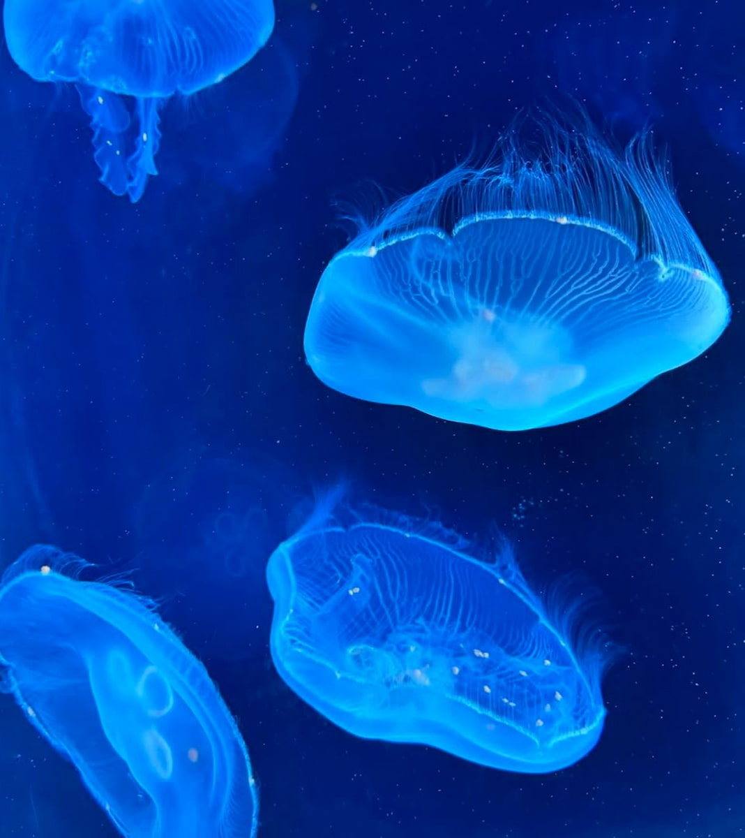 Shedd Aquarium, Chicago Shedd Aquarium, Chicago