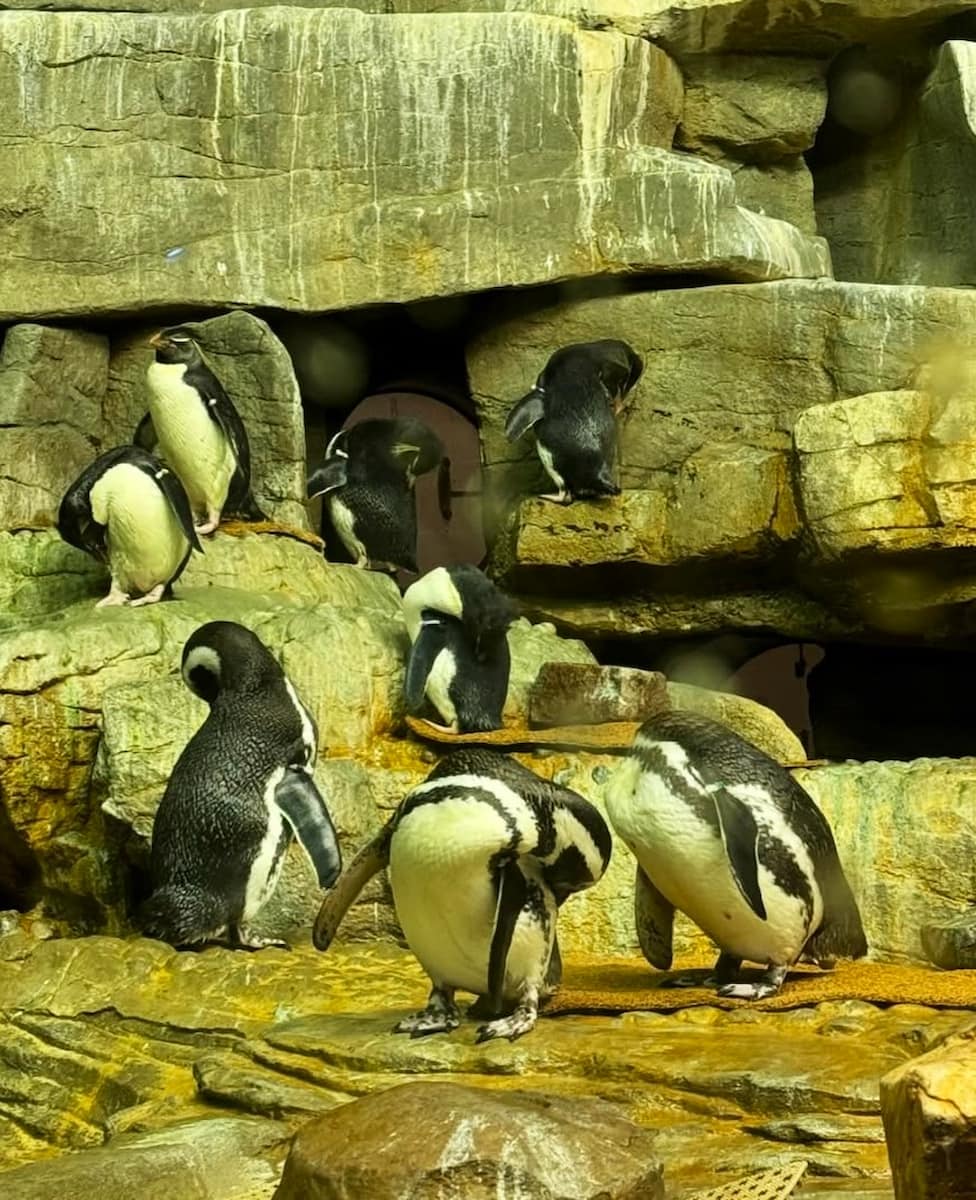 Shedd Aquarium, Chicago Shedd Aquarium, Chicago