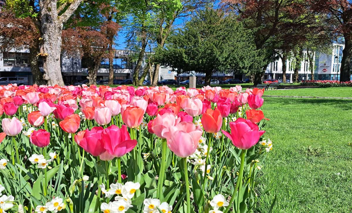 Spring Blooms Kristiansand