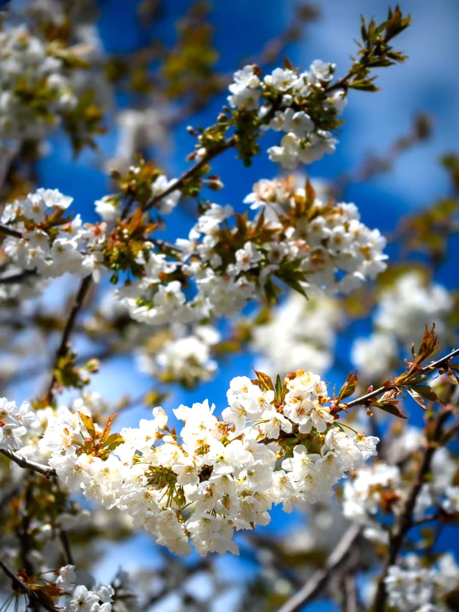 Spring Blooms, Narvik