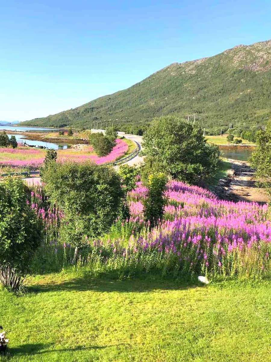 Spring Blooms, Narvik
