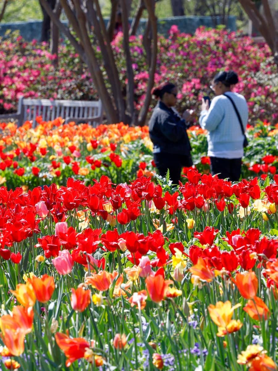 Spring in Dallas Arboretum, Dallas Spring in Dallas Arboretum, Dallas