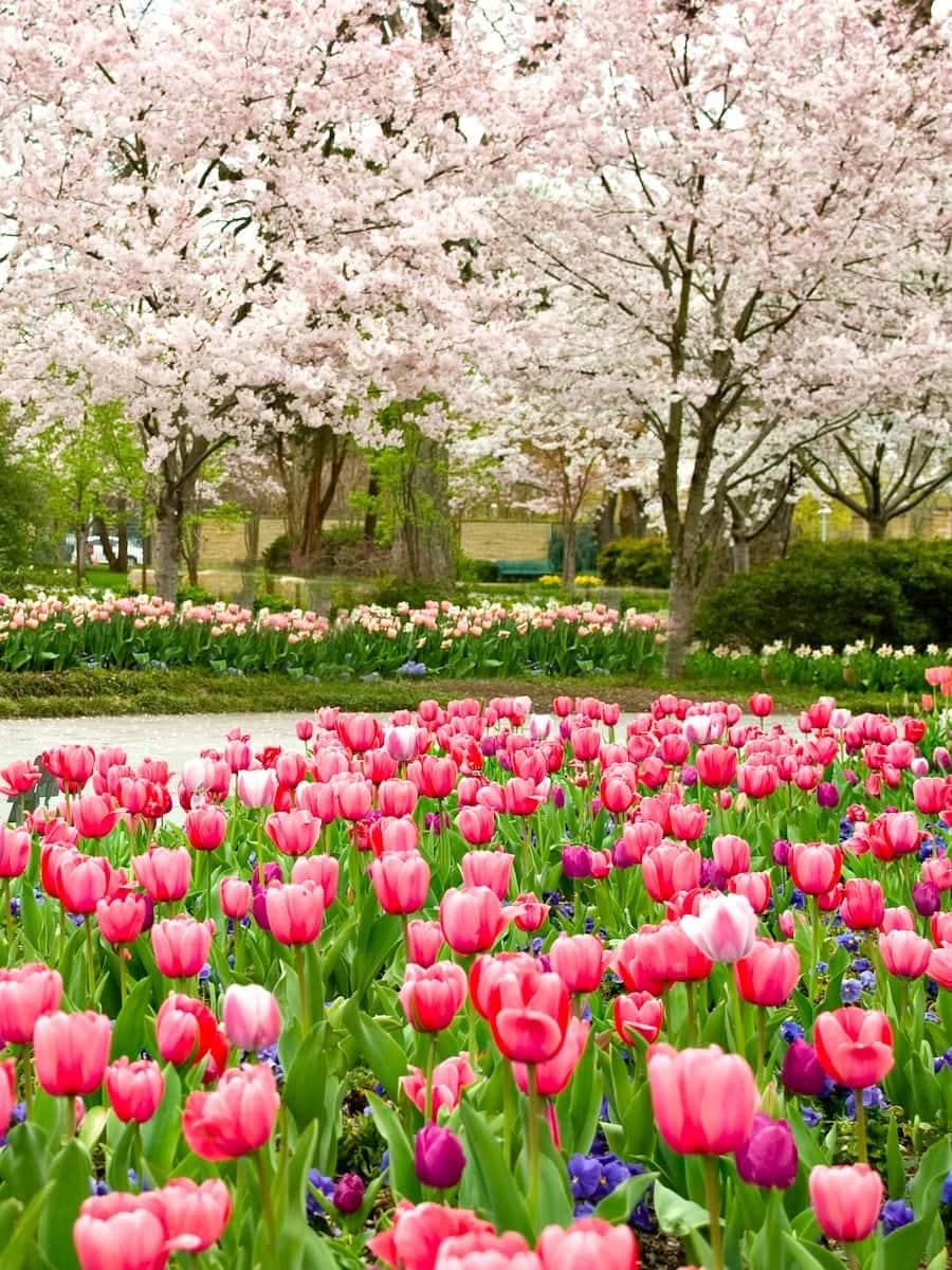 Spring in Dallas Arboretum, Dallas Spring in Dallas Arboretum, Dallas