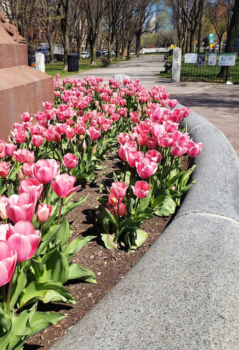 Spring in Boston Spring in Boston