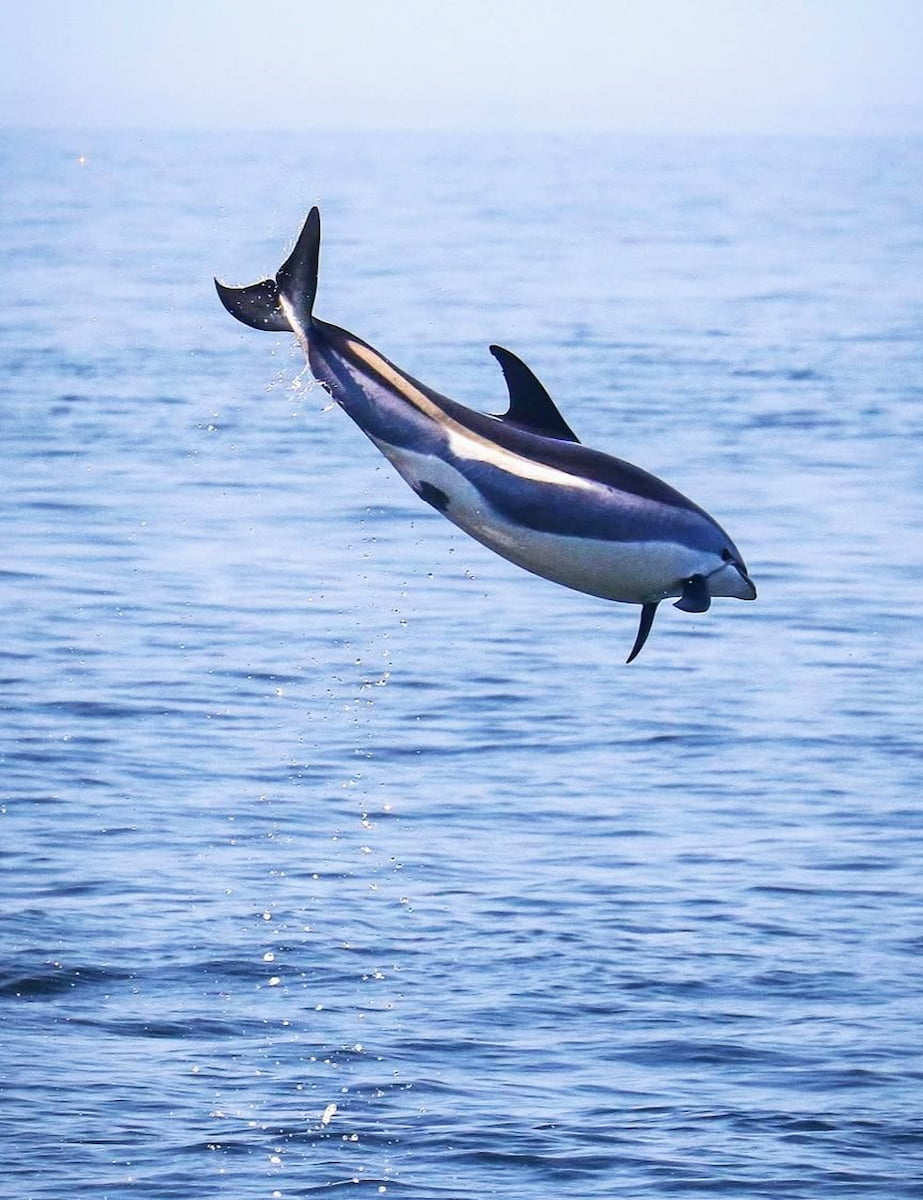 Stellwagen Bank, Boston Stellwagen Bank, Boston