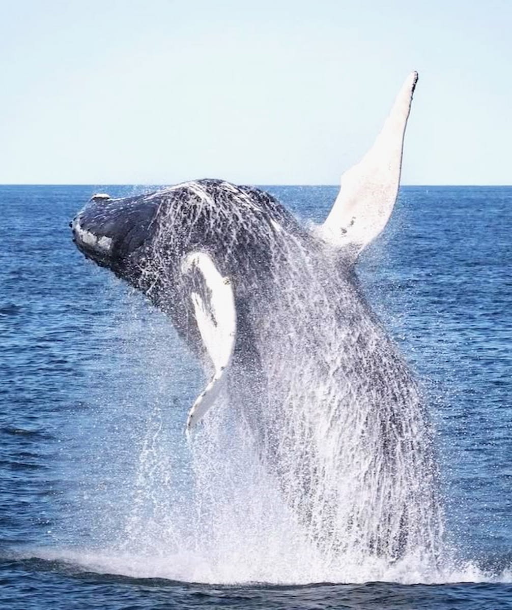 Stellwagen Bank, Boston Stellwagen Bank, Boston