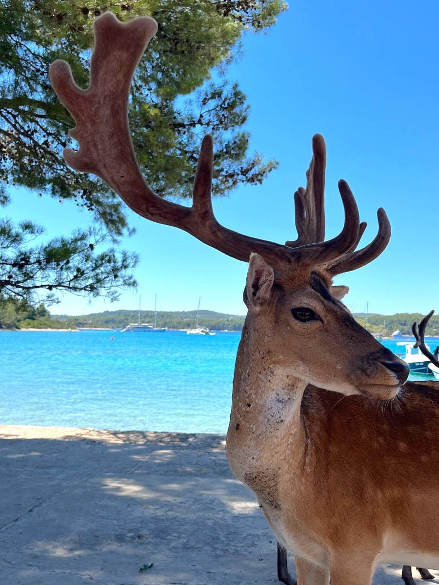 The Island of Badija, Korcula, Croatia