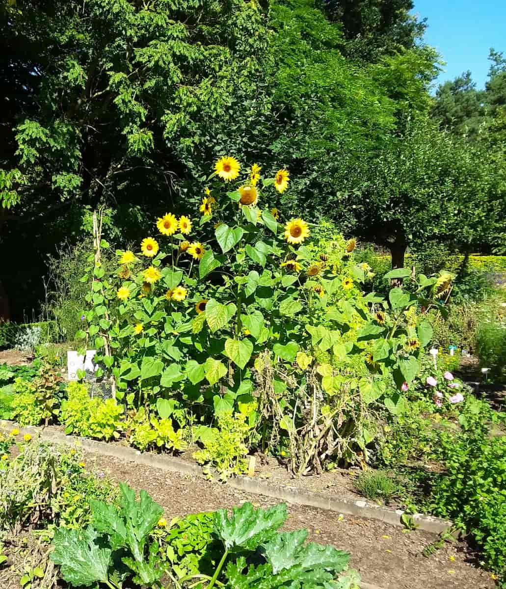 The Schulgarten, Lübeck The Schulgarten, Lübeck