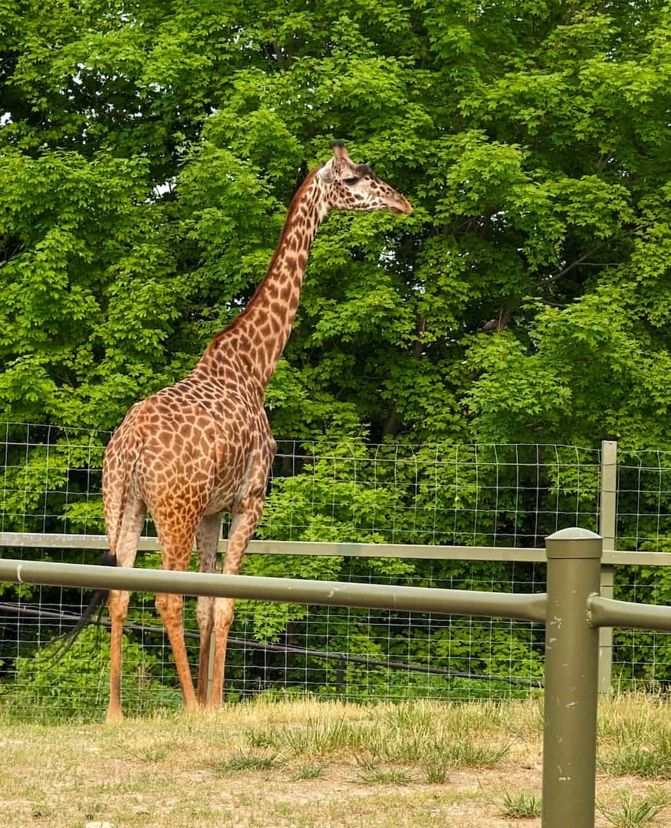 Toronto Zoo, Toronto Toronto Zoo, Toronto