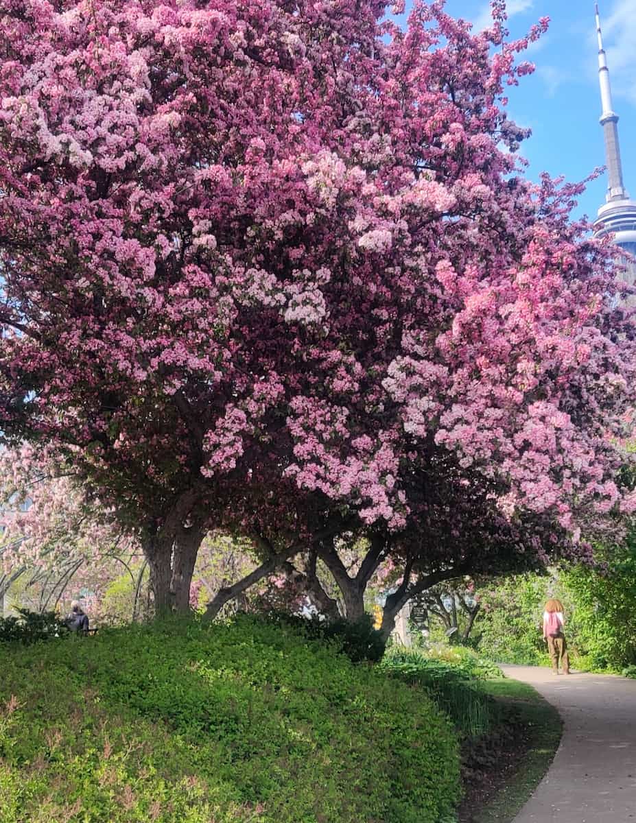 Toronto Music Garden Toronto Music Garden
