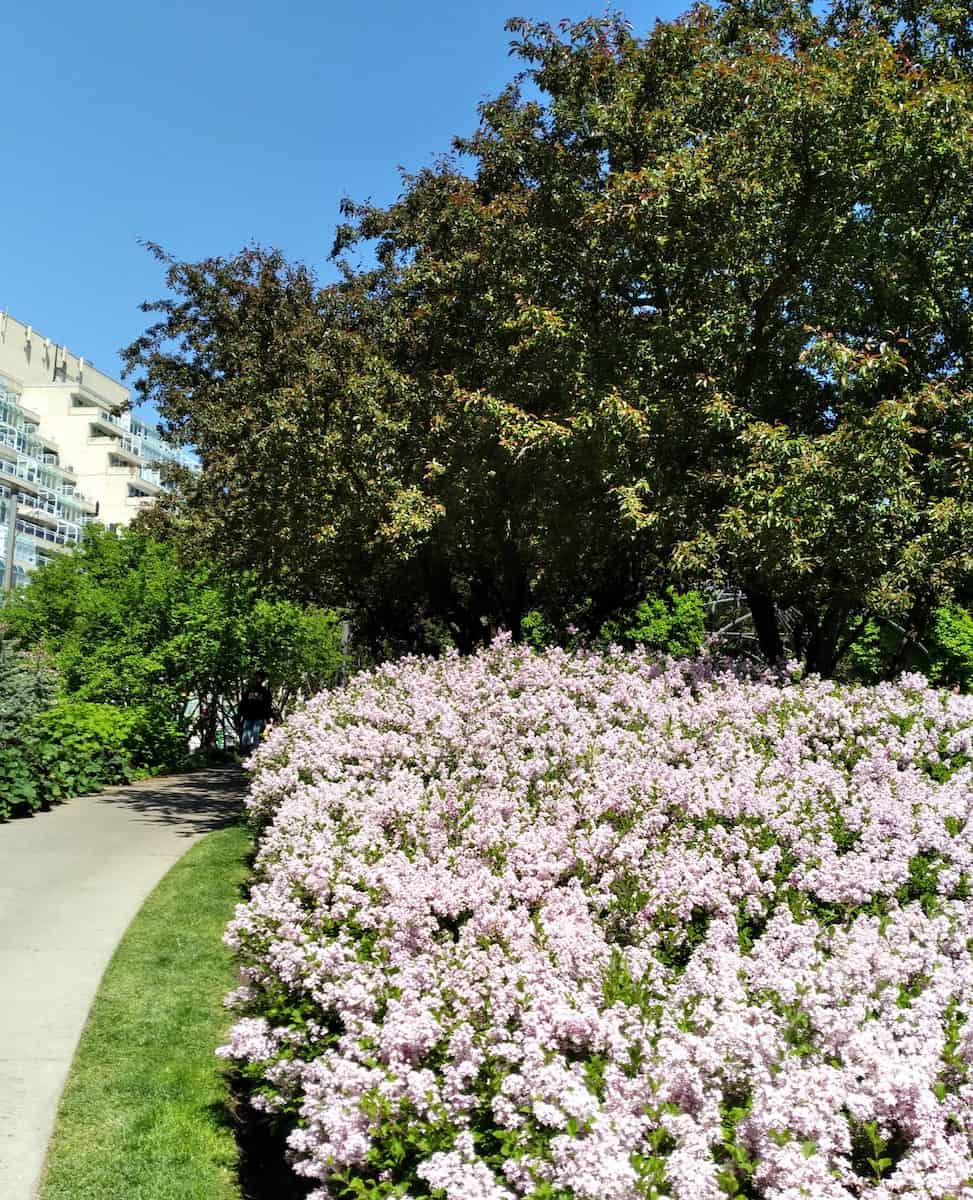 Toronto Music Garden Toronto Music Garden
