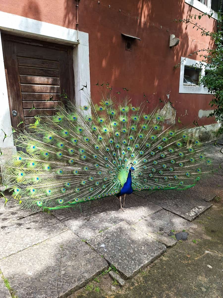 Tropical Botanical Garden, Belem Tropical Botanical Garden, Belem