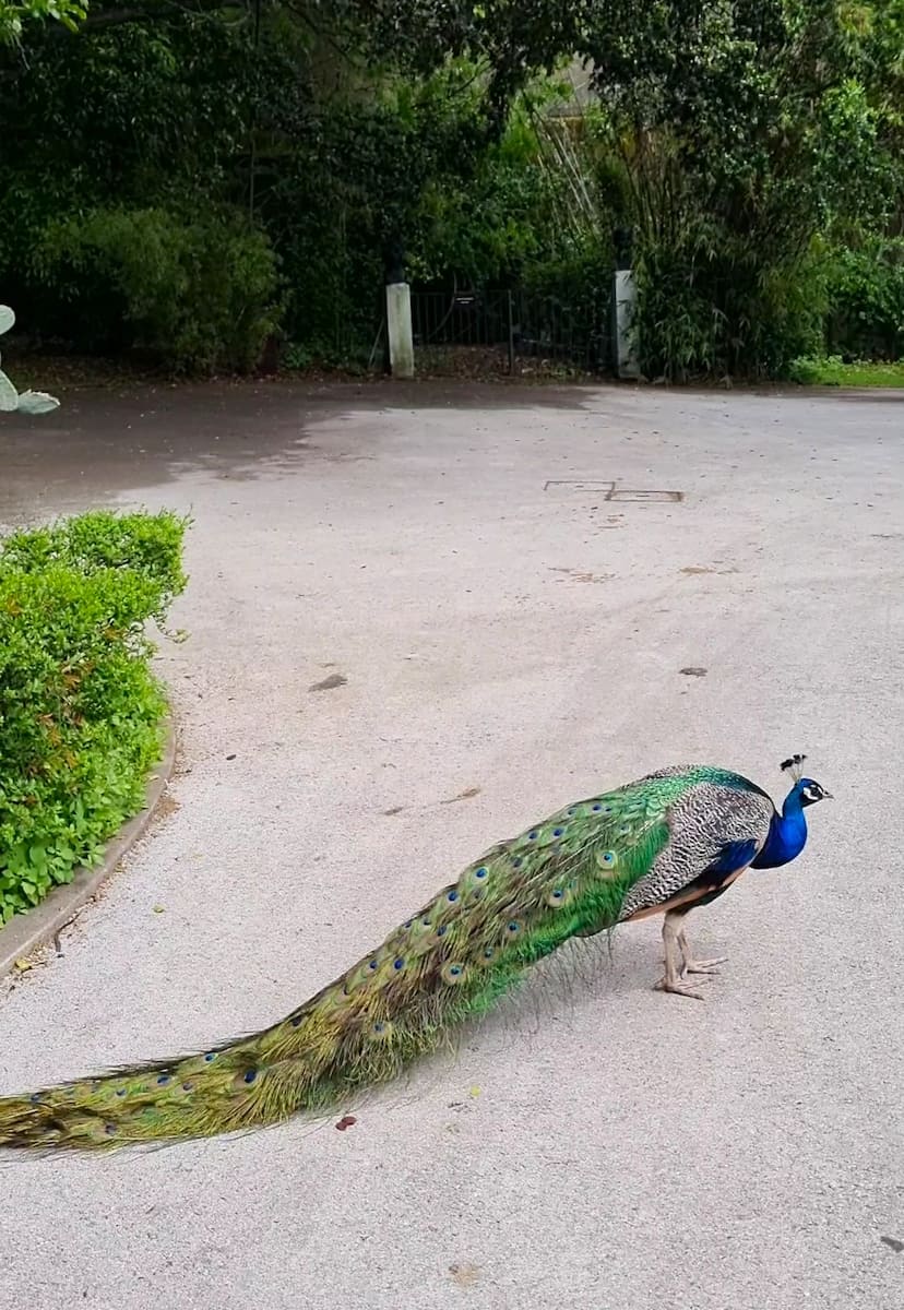 Tropical Botanical Garden, Belem Tropical Botanical Garden, Belem