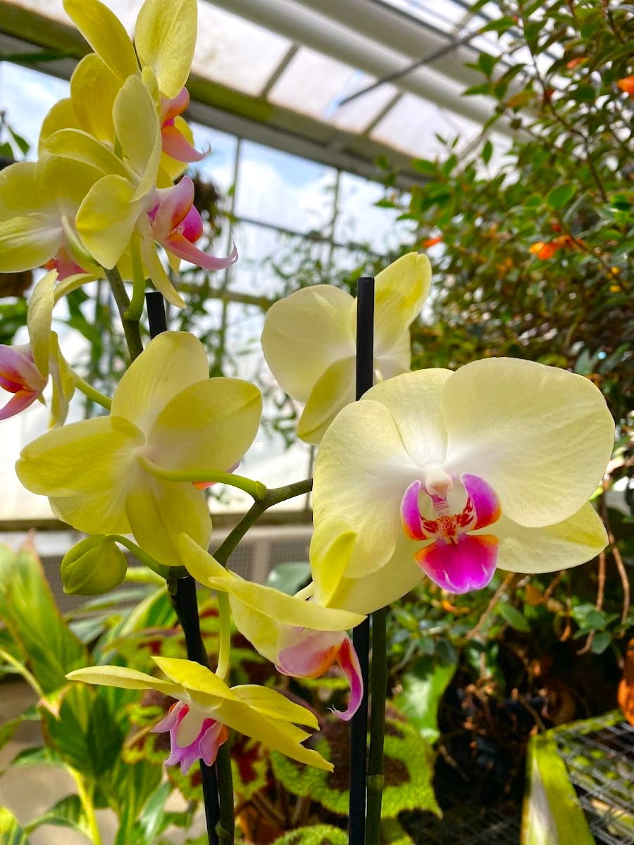 UNC Charlotte Botanical Gardens, Charlotte, NC