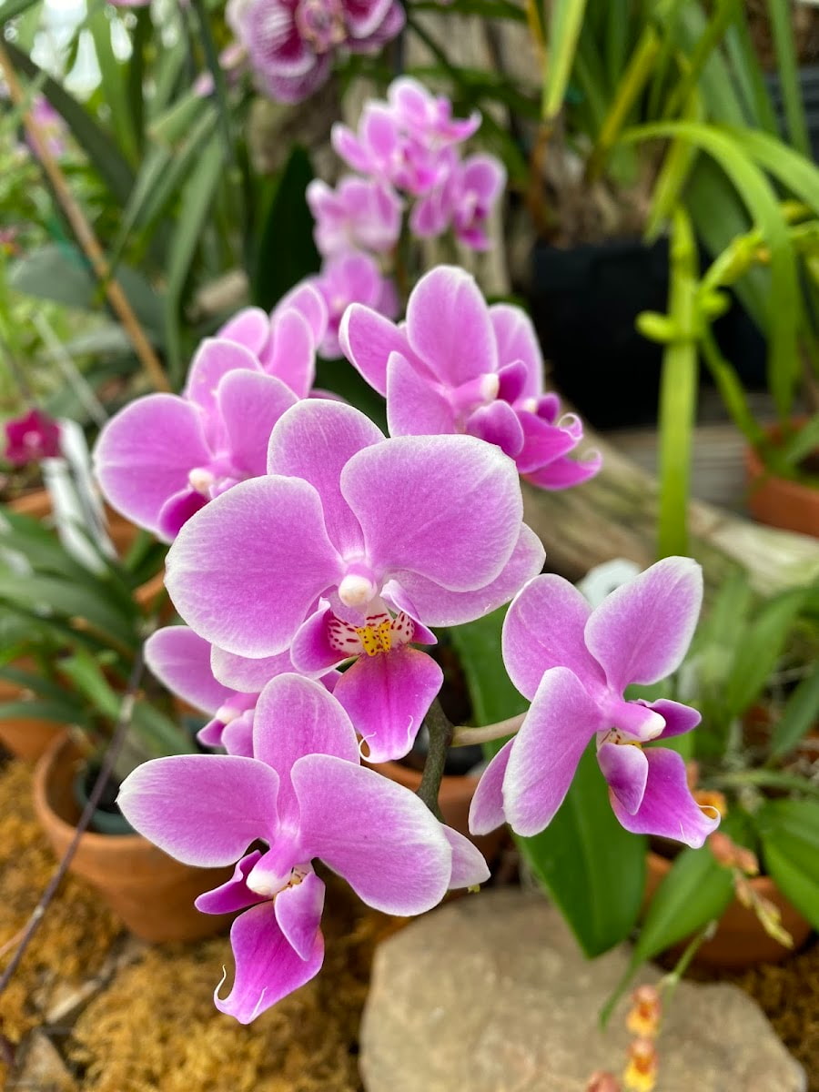 UNC Charlotte Botanical Gardens, Charlotte, NC