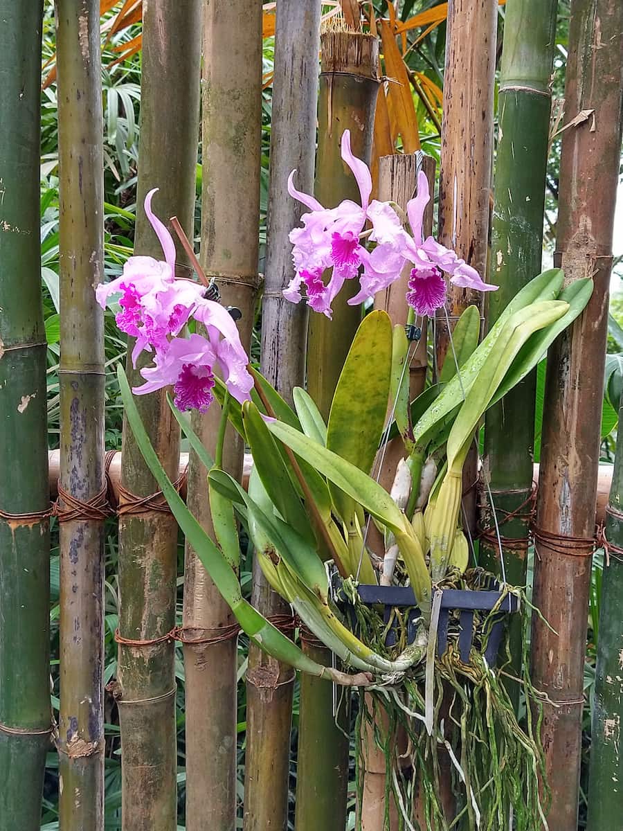 USF Botanical Gardens Tampa USF Botanical Gardens Tampa