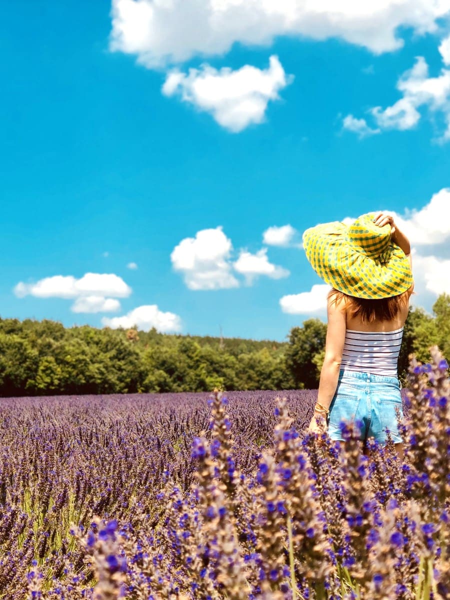 Valensole Plateau, Provence Valensole Plateau, Provence
