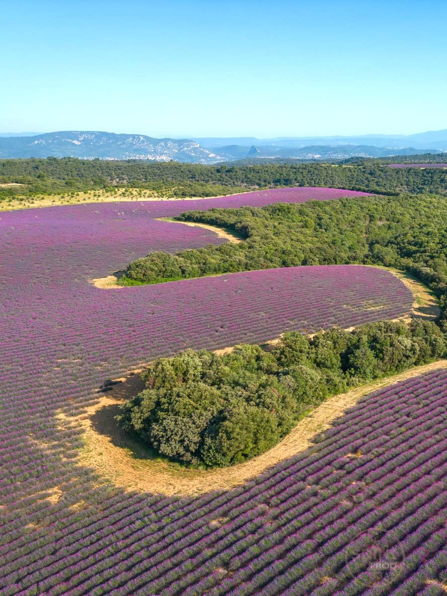 Valensole Plateau, Provence Valensole Plateau, Provence