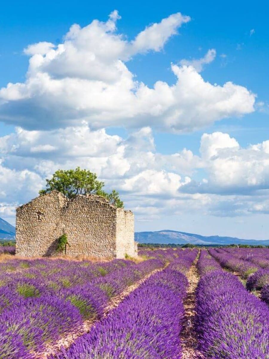 Valensole Plateau, Provence Valensole Plateau, Provence