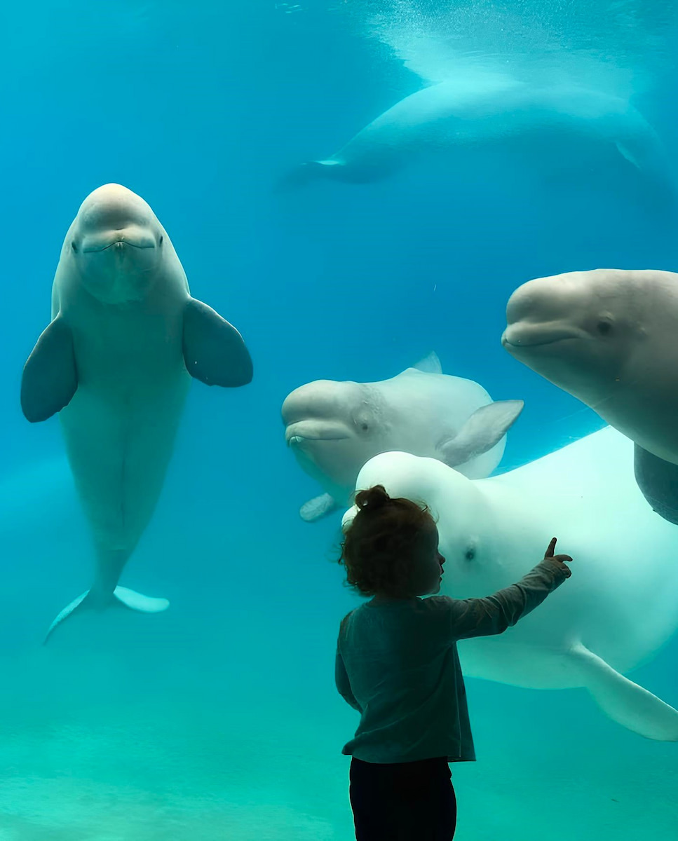 Vancouver Aquarium Vancouver Aquarium