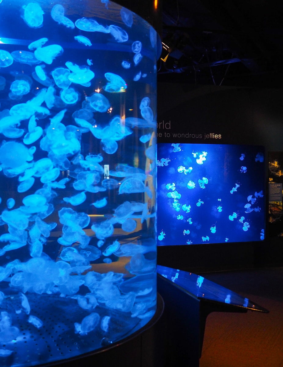 Vancouver Aquarium Vancouver Aquarium