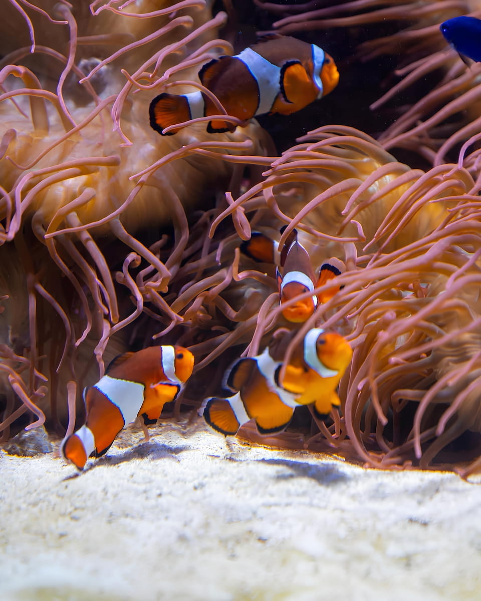 Vancouver Aquarium Vancouver Aquarium