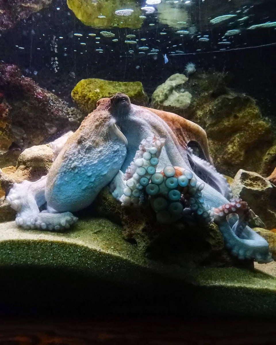 Vasco da Gama Aquarium, Belem Vasco da Gama Aquarium, Belem