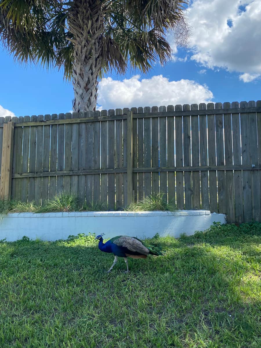 Weeki Wachee Springs Weeki Wachee Springs