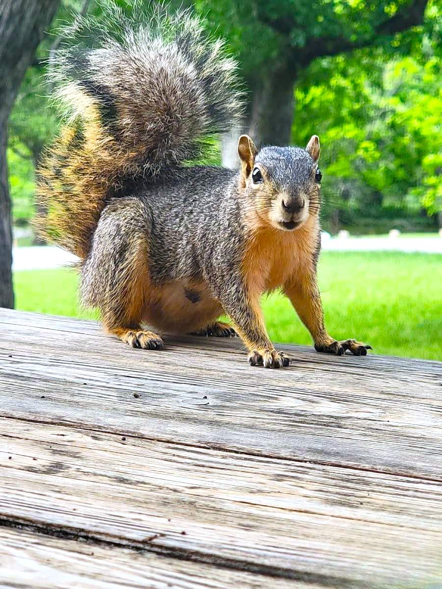 White Rock Lake Park, Dallas White Rock Lake Park, Dallas