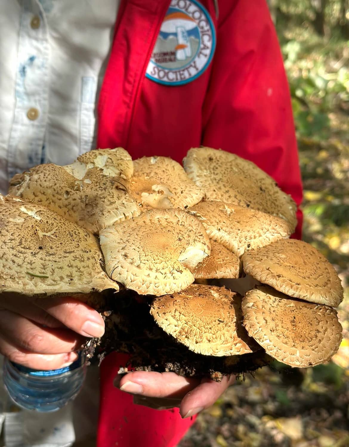 Wild Mushroom Festival Calabria Wild Mushroom Festival Calabria