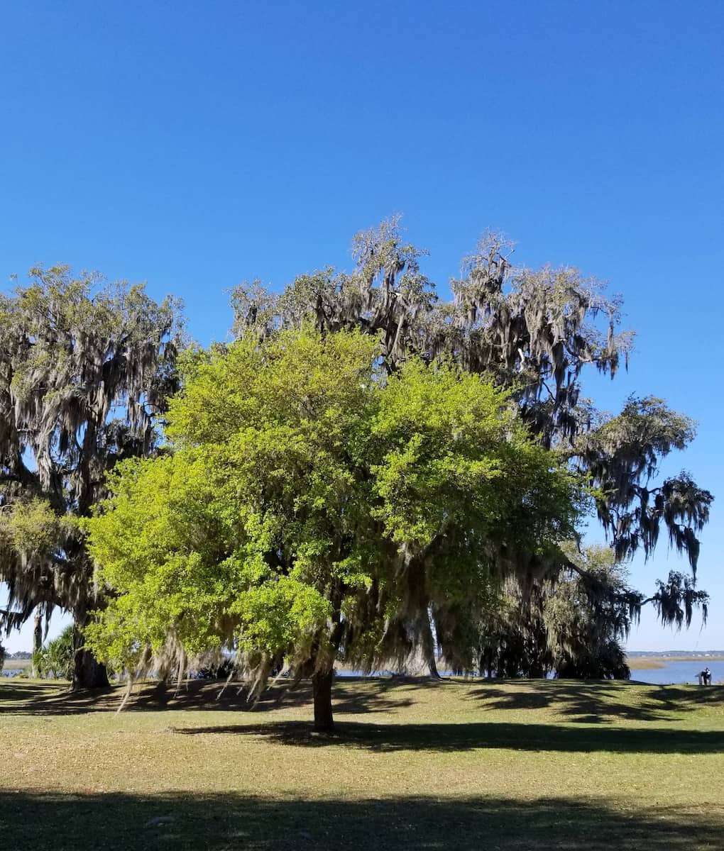 Wormsloe Historic Site Savannah Wormsloe Historic Site Savannah