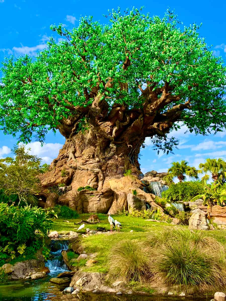 Animal Kingdom, Florida Animal Kingdom, Florida