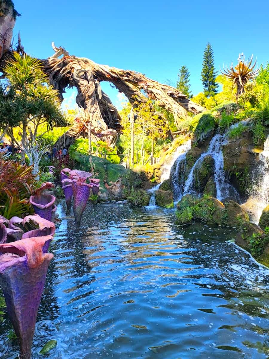 Animal Kingdom, Florida Animal Kingdom, Florida