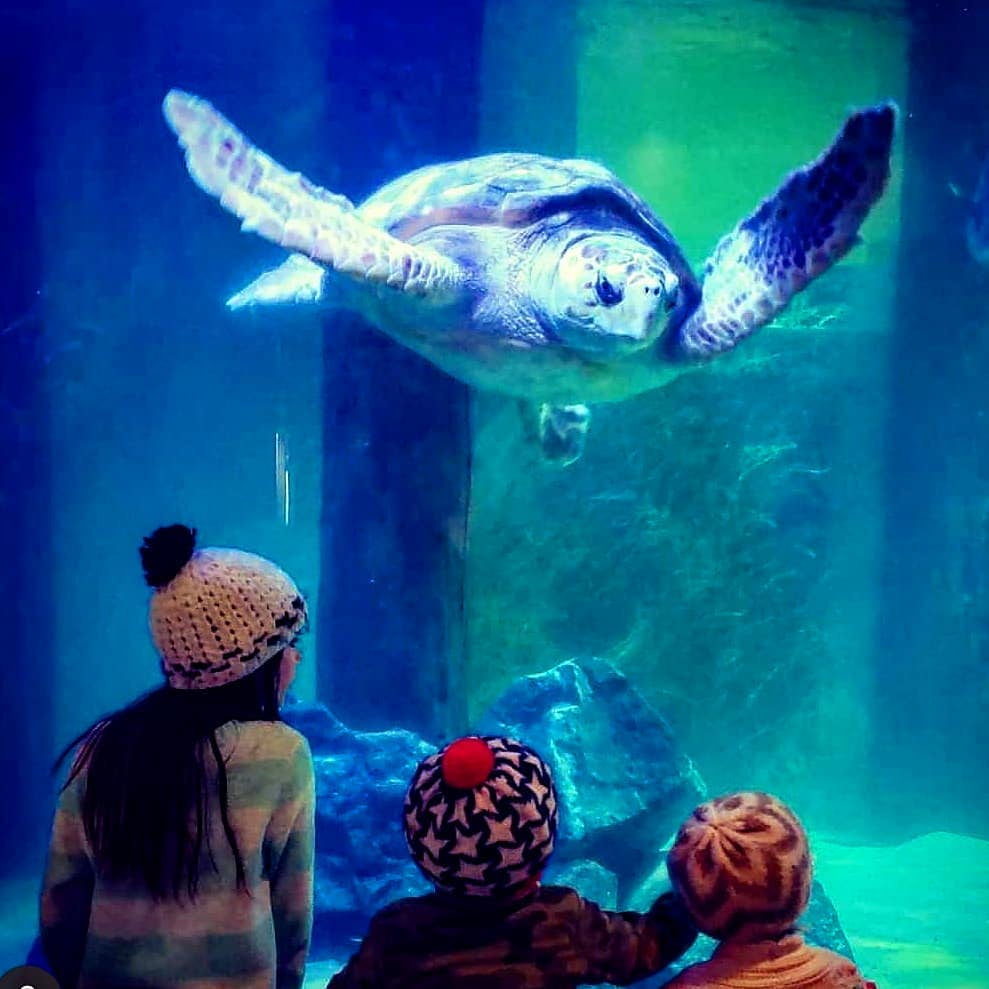 Atlantic City Aquarium Atlantic City Aquarium