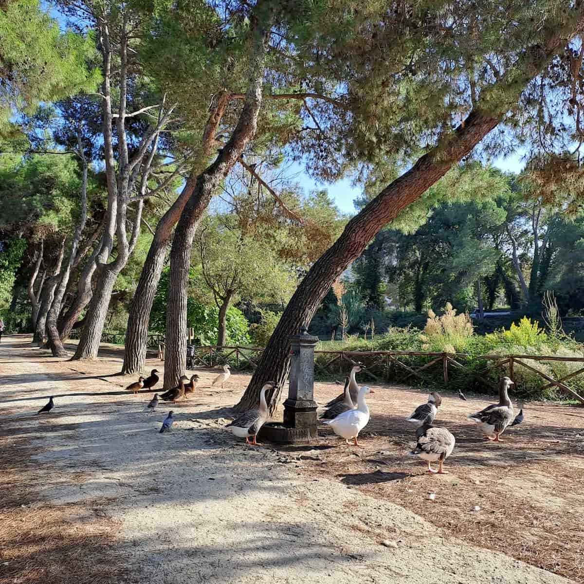 Autumn Foliage, Pescara Autumn Foliage, Pescara