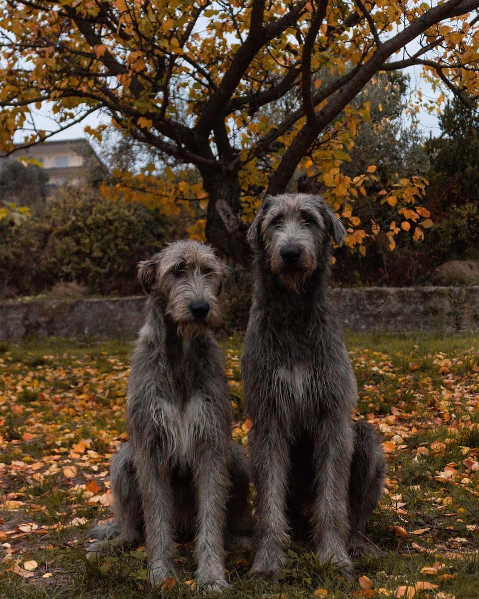 Autumn Foliage, Pescara Autumn Foliage, Pescara