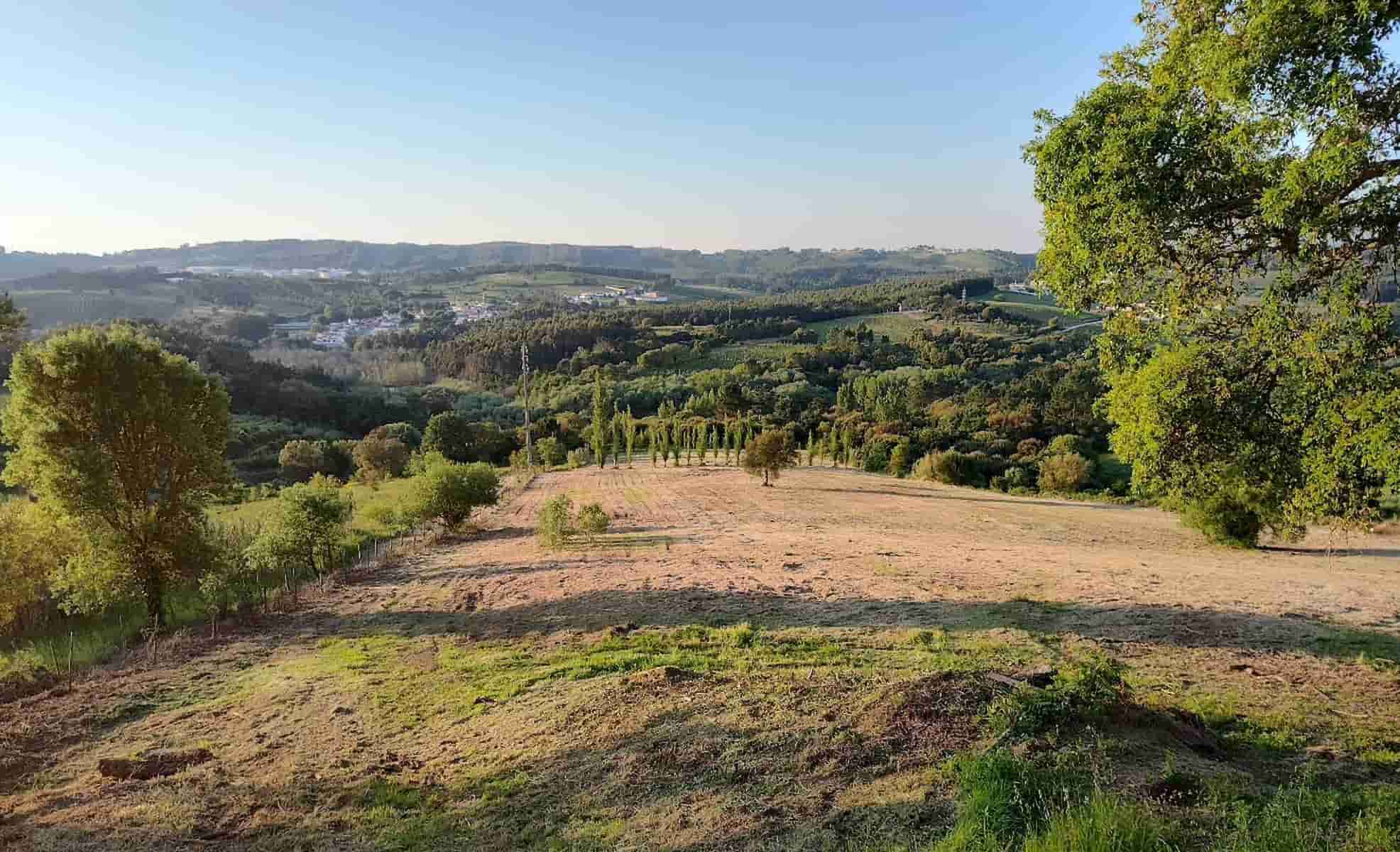 Autumn Foliage in Obidos