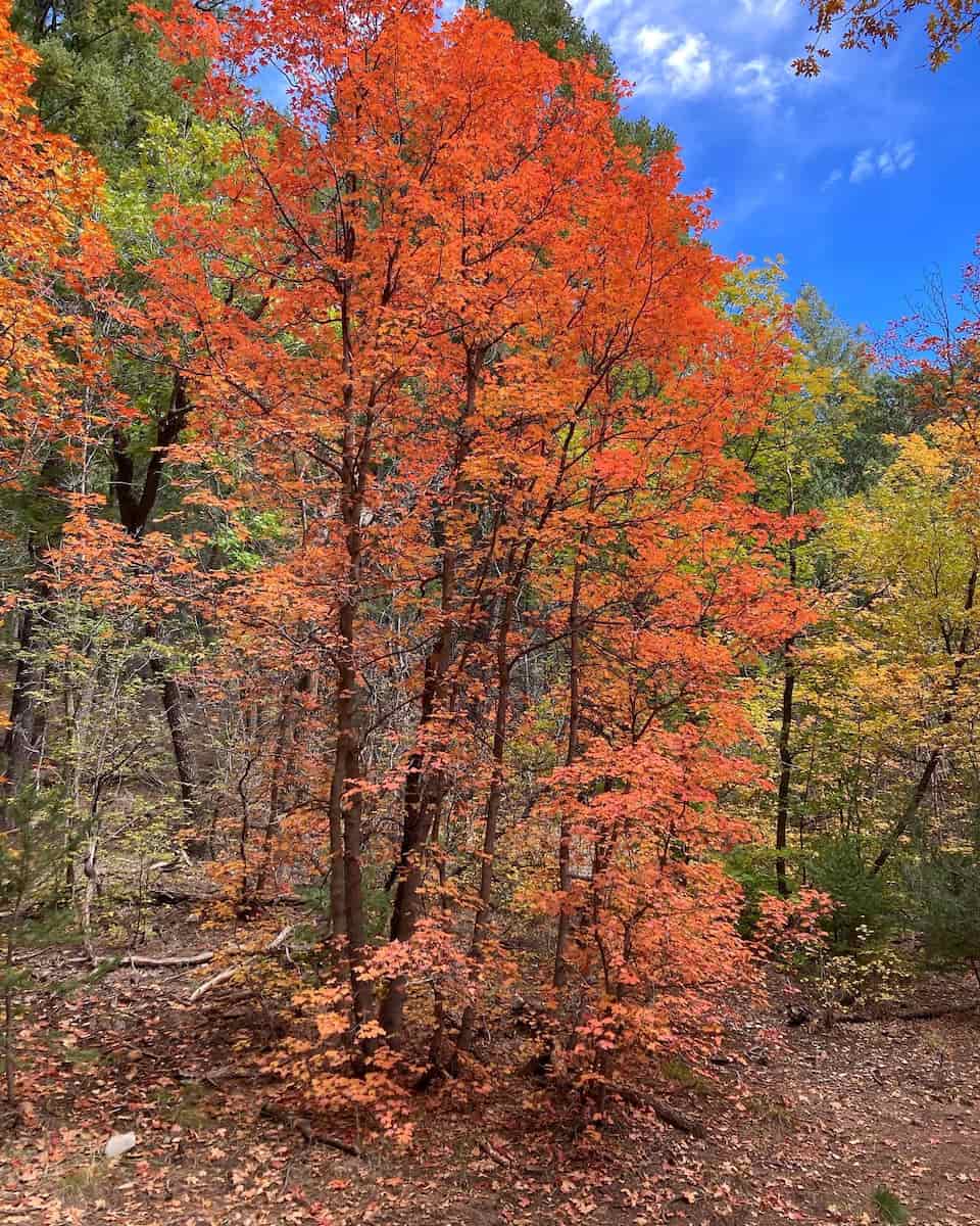 Autumn foliage walks, Albuquerque Autumn foliage walks, Albuquerque