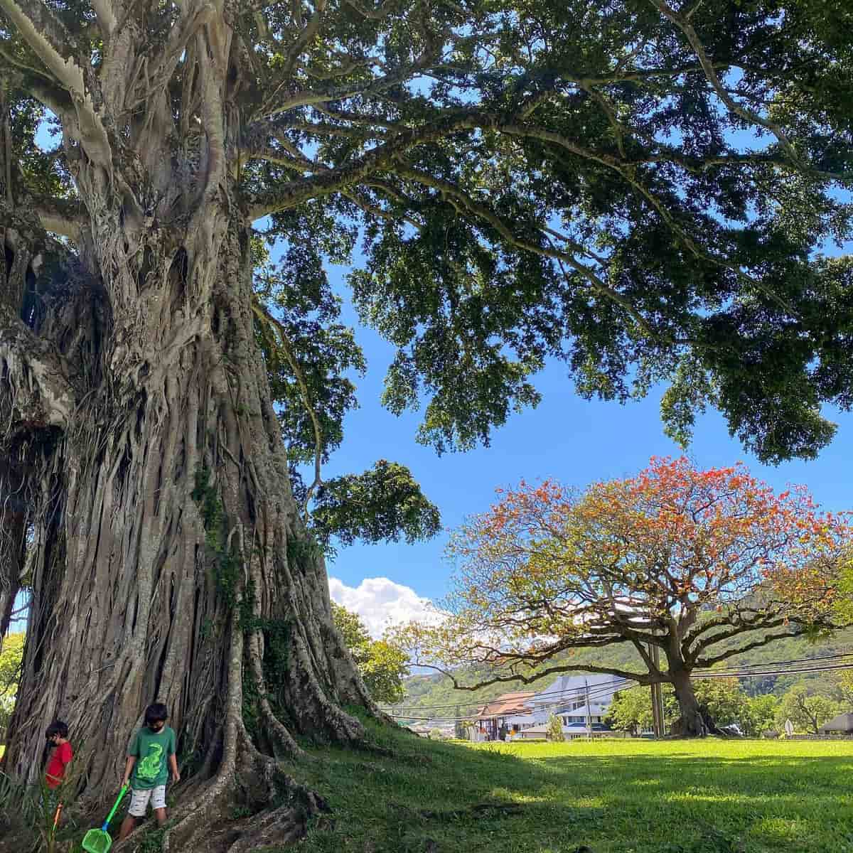 Autumn in Honolulu Autumn in Honolulu