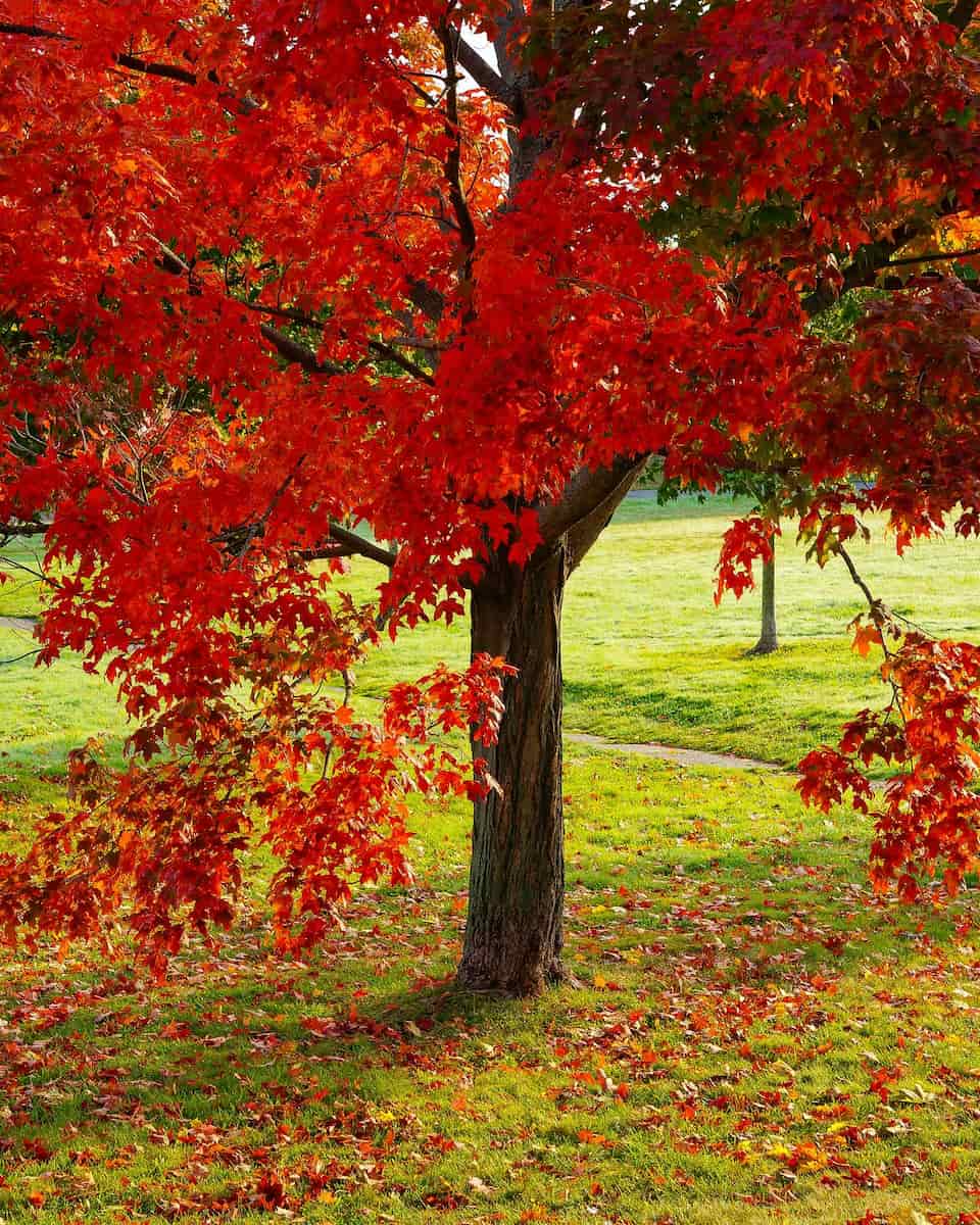 Autumn  in Portland Maine Autumn in Portland Maine