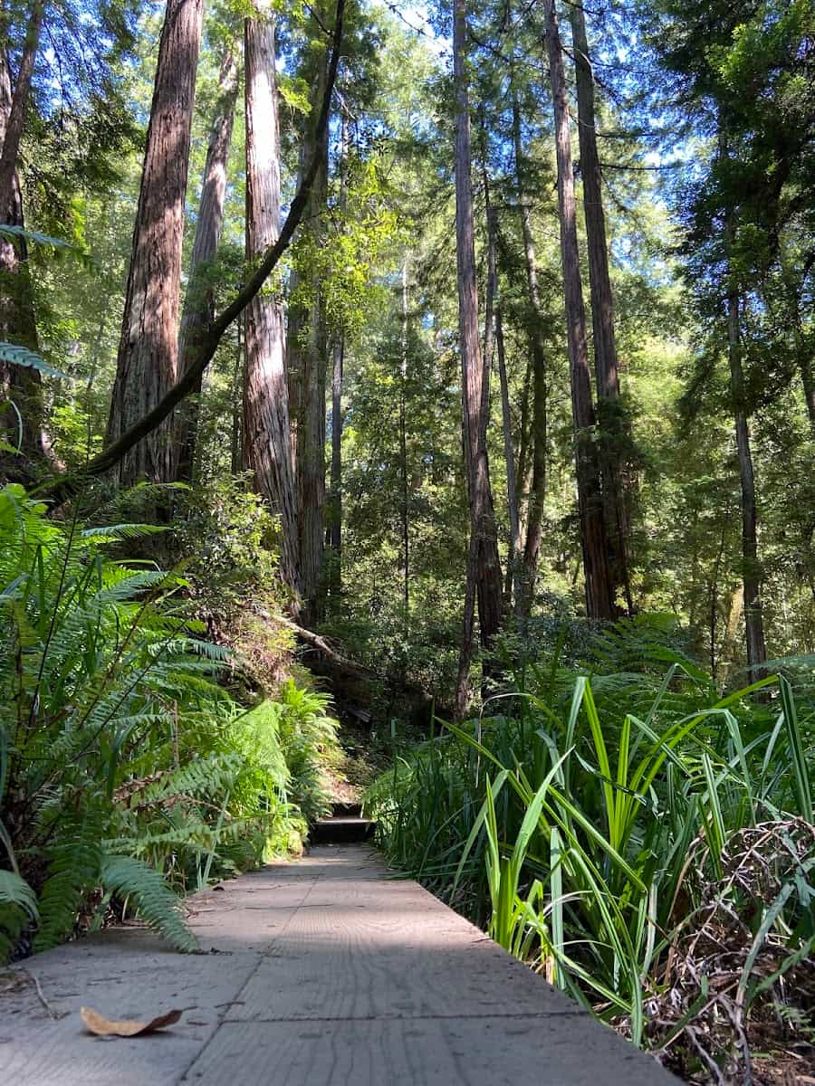 Big Basin Redwoods State Park, USA Big Basin Redwoods State Park, USA