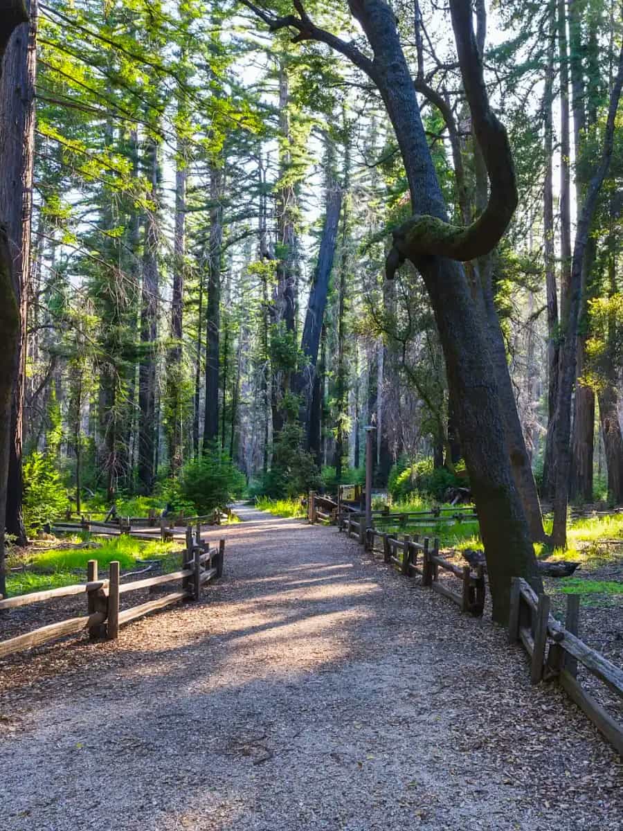 Big Basin Redwoods State Park, USA Big Basin Redwoods State Park, USA