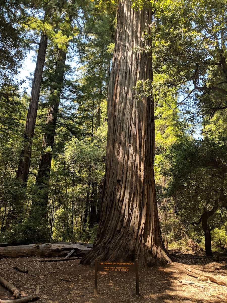 Big Basin Redwoods State Park, USA Big Basin Redwoods State Park, USA