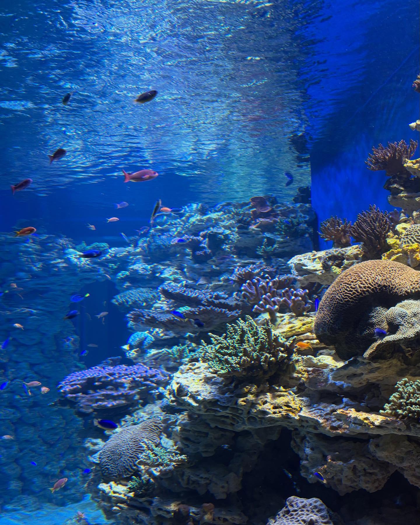 Birch Aquarium, San Diego (1) Birch Aquarium, San Diego